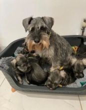 adorable little Miniature schnauzer