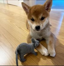 Cute and loving Male and Female Shiba Inu Puppies for adoption