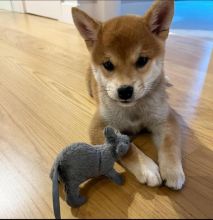 Gorgeous Male and Female Shiba Inu Puppies for adoption