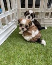 lovely and home raise SHIH TZU puppies for adoption