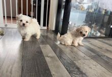 Sociable Maltese puppies now waiting for new home