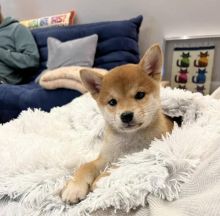 Super adorable Male and Female Shiba Inu Puppies for adoption