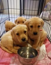 Wonderful Labrador Retriever Pups for adoption