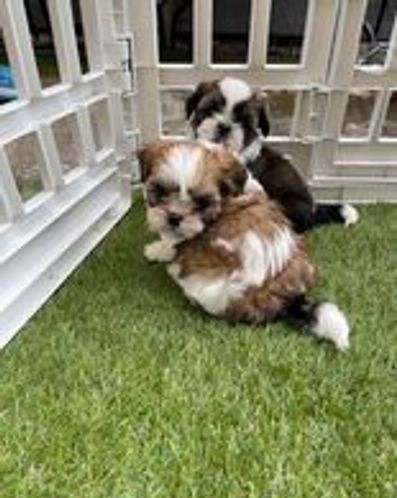 Affordable and lovely Shih Tzu Puppies beautiful and handsome Image eClassifieds4u