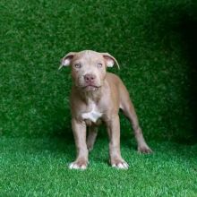 American Pitbull Puppies for sale!!Email Email petsfarm21@gmail.com or text (831)-512-9409 Image eClassifieds4u 3