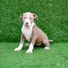 American Pitbull Puppies for sale!!Email petsfarm21@gmail.com or text (831)-512-9409 Image eClassifieds4u 1