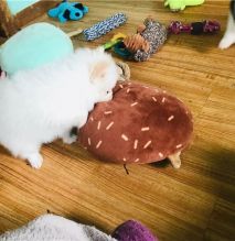 Adorable Pomeranian puppies for sale!!Email petsfarm21@gmail.com