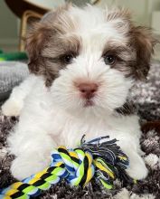 Beautiful Male and Female Havanese Puppies for adoption