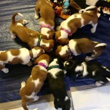 DFRHG Cute and lovely basset hound puppies
