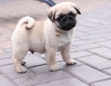 DGDHFH playful yet shy with new pug puppies