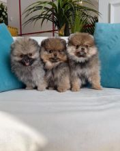 GORGEOUS TEDDYBEAR POMERANIAN PUPPIES [belgil883@gmail.com]