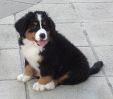 GRTHYJ john wili Bernese mountain puppies