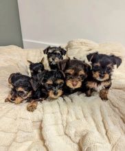 OUTSTANDING PUREBRED YORKIE PUPPIES AVAILABLE [belgil883@gmail.com]