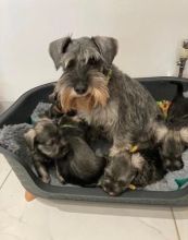 Potty Trained Miniature Schnauzer Puppies Available