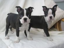 WFEG litter of 7 Boston terrier puppies