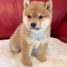 FGHTFG fedel healthy shiba inu puppies Image eClassifieds4U