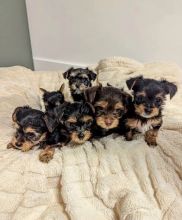 OUTSTANDING PUREBRED YORKIE PUPPIES AVAILABLE [belgil883@gmail.com] Image eClassifieds4U