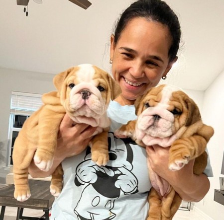 Male and female English Bulldog puppies available! Image eClassifieds4u