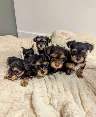 OUTSTANDING PUREBRED YORKIE PUPPIES AVAILABLE [belgil883@gmail.com] Image eClassifieds4u