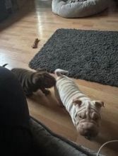 Adorable Male And Female Shar-Pei Puppies