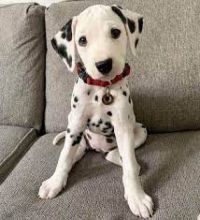 Healthy, male and female Dalmatian puppies