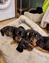 Intelligent Miniature Dachshund Puppies Adoption