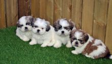 ADORABLE PUREBRED SHIH TZU PUPPIES AVAILABLE [belgil883@gmail.com]