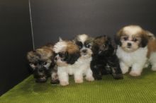 ADORABLE PUREBRED SHIH TZU PUPPIES AVAILABLE [belgil883@gmail.com]