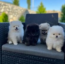 Pomeranian puppies available near me