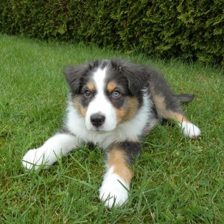 Gorgeous Australian Shepherd puppies Image eClassifieds4u