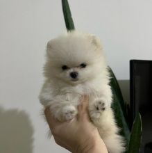 Pomeranian puppies available near me Image eClassifieds4u 4