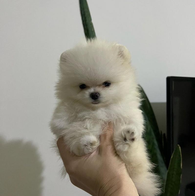 Pomeranian puppies available near me Image eClassifieds4u