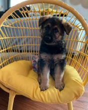 Beautiful Male and Female German Shepherd Puppies for adoption