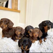 Miniature Dachshund Puppies For Sale!! Email cheyannefennell292@gmail.com or text (626)-655-3479