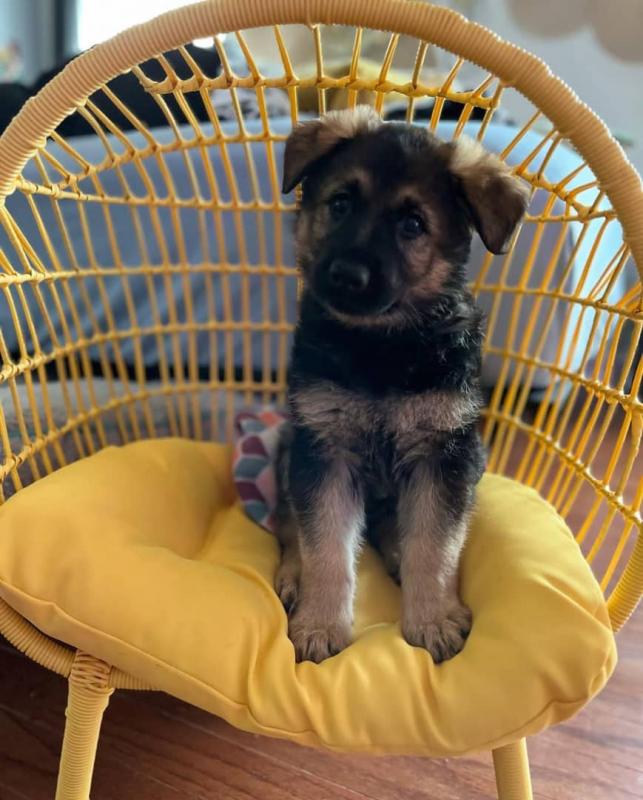 Cute and loving Male and Female German Shepherd Puppies for adoption Image eClassifieds4u
