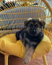 Cute German Shepherd Puppies for adoption Image eClassifieds4u 2