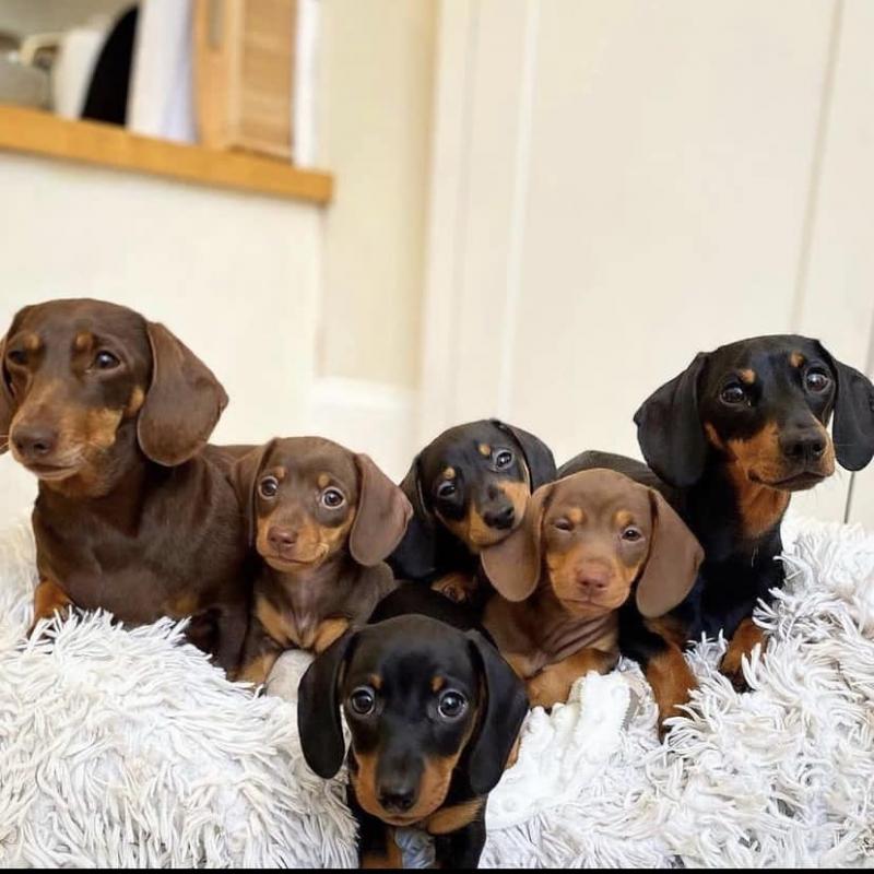 Miniature Dachshund Puppies For Sale!! Email cheyannefennell292@gmail.com or text (626)-655-3479 Image eClassifieds4u