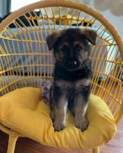 Gorgeous Male and Female German Shepherd Puppies for adoption