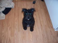 MINITURE SCHNAUZER PUPPIES FOR ADOPTION