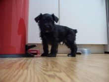 Miniature Schnauzer puppies