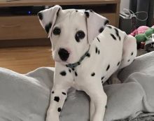 Cute and loving Male and Female Dalmatian Puppies for adoption