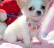 Top quality lined CHIHUAHUA PUPPIES Ready for New Homes Near Me !!EMAIL(chiwaparadize@outlook.com)