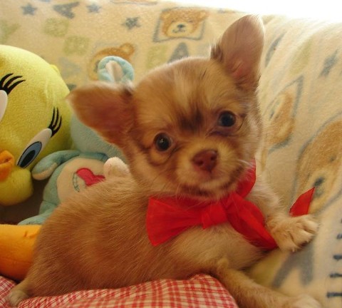 Top lined CHIHUAHUA PUPPIES Ready for New Homes Near Me!!EMAIL👉💌(chiwaparadize@outlook.com) Image eClassifieds4u