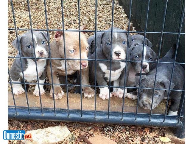 Blue Nose Pitbull puppies male and female looking for their forever home Image eClassifieds4u