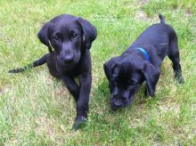 Two Black Labrador Puppies For Adoption Call/Text>‪(480) 442-9871‬