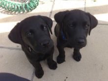 Two Black Labrador Puppies For Adoption Call/Text>‪(480) 442-9871‬