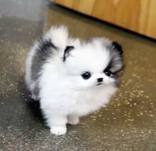 Teacup Pomeranian Puppies Available For New Homes