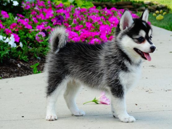 Pomsky puppies ready to go to their new homes Image eClassifieds4u