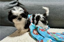Absolutely Healthy Shih Tzu Puppy