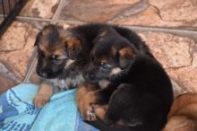 Adorable German Shepherd puppies
